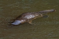 Ptakopysk podivny - Ornithorhynchus anatinus - Platypus o9626